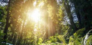 Biocentrism Debunked: Explore The Controversy