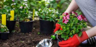 The Art of Sustainable Gardening: Cultivating a Greener Tomorrow