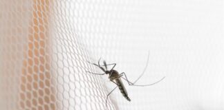 Mosquito-Proof Your Yard: Quick Fixes for Peace Mosquito on white mosquito wire mesh