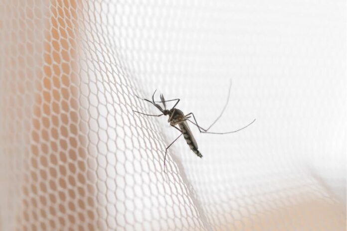 Mosquito on white mosquito wire mesh