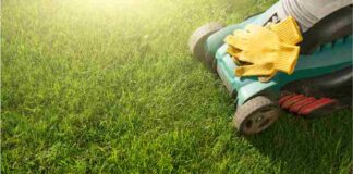 Effective Herbicide Use: 5 Pro Tips for a Weed-Free Lawn