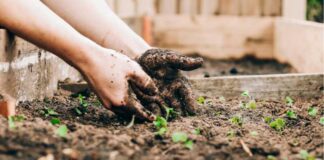 Create The Most Beautiful Garden In The Neighborhood: Vital Steps