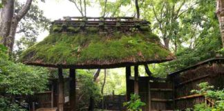 Ancient Canopies: Forests in Art’s Realm