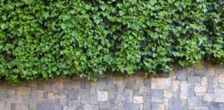 Enhance Your Landscape with Retaining Walls Ivy leaves on stone wall