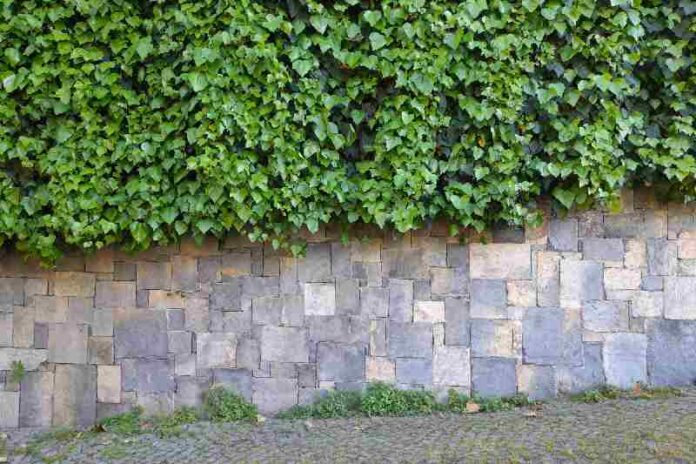 Ivy leaves on stone wall