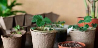 5 Things That Can Help You Establish a Home Garden