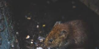 Are Pest Control Services Worth it?